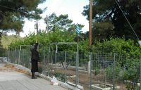 Récolte des feuilles de vigne au monastère Saint-Nectaire à Rhodes. Cliquer pour agrandir l'image.