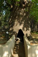 Plane-tree Hollow Monastery St. Nektarios Rhodes. Click to enlarge the image.
