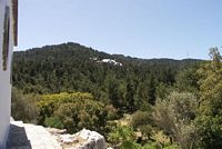Floresta do monte Profitis Ilias à Rodes. Clicar para ampliar a imagem.