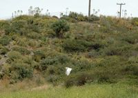 La flore et la faune de l’île de Crète. Héron garde-boeufs à Damnoni près de Plakias. Cliquer pour agrandir l'image.