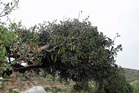La flore et la faune de l’île de Crète. Caroubier à Gournia. Cliquer pour agrandir l'image.