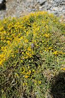 La flore et la faune de l’île de Crète. Genista acanthoclada à Itanos. Cliquer pour agrandir l'image.