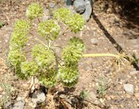 La flore et la faune de l’île de Crète. Lecokia cretica dans les ruines de Dréros près d'Agios Nikolaos. Cliquer pour agrandir l'image.
