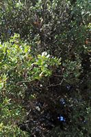 La flore et la faune de l’île de Crète. Chêne des garrigues sur la route du plateau de Katharo à Kritsa. Cliquer pour agrandir l'image.