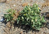 La flore et la faune de l’île de Crète. Concombre d'âne (Ecballium elaterium) près de Kato Viannos. Cliquer pour agrandir l'image.