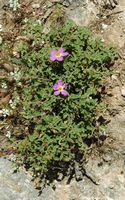 La flore et la faune de l’île de Crète. Ciste de Crète (Cistus creticus) dans la nécropole d'Arméni. Cliquer pour agrandir l'image.