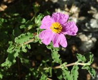 La flore et la faune de l’île de Crète. Ciste de Crète (Cistus creticus) dans la nécropole d'Arméni. Cliquer pour agrandir l'image.