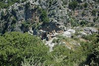 La flore et la faune de l’île de Crète. Attroupement de vautours fauves (Gyps fulvus) à Axos. Cliquer pour agrandir l'image.