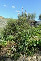 La flore et la faune de l’île de Crète. Asphodèle ramifié (Asphodelus ramosus) près du lac-réservoir d'Amari. Cliquer pour agrandir l'image.