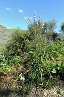 La flore et la faune de l’île de Crète. Plante à fleurs blanches près du lac-réservoir d'Amari. Cliquer pour agrandir l'image.