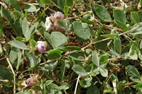 La flore et la faune de l’île de Crète. Accouplement d'eurydèmes (Eurydema species) dans la forteresse de Réthymnon. Cliquer pour agrandir l'image.