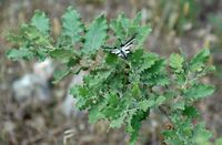 La flore et la faune de l’île de Crète. Papillon flambé (Iphiclides podalirius) sur chêne vélani à la nécropole d'Arméni. Cliquer pour agrandir l'image.