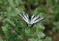 La flore et la faune de l’île de Crète. Papillon flambé (Iphiclides podalirius) sur chêne vélani à la nécropole d'Arméni. Cliquer pour agrandir l'image.