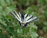 La flore et la faune de l’île de Crète. Papillon flambé (Iphiclides podalirius) sur chêne vélani à la nécropole d'Arméni. Cliquer pour agrandir l'image.