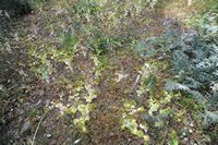 La flore et la faune de l’île de Crète. Smyrnium perfoliatum à la nécropole d'Arméni. Cliquer pour agrandir l'image.