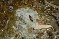 La flore et la faune de l’île de Crète. Ichneumon dans une fontaine près d'Alikampos. Cliquer pour agrandir l'image.