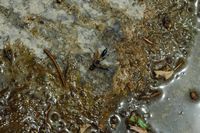 La flore et la faune de l’île de Crète. Ichneumon dans une fontaine près d'Alikampos. Cliquer pour agrandir l'image.