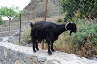 La flore et la faune de l’île de Crète. Chèvre sauvage (Capra aegagrus hircus) dans les gorges de Samaria. Cliquer pour agrandir l'image.