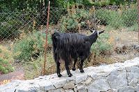 La flore et la faune de l’île de Crète. Chèvre sauvage (Capra aegagrus hircus) dans les gorges de Samaria. Cliquer pour agrandir l'image.
