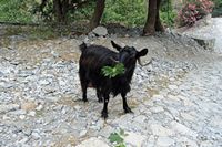 La flore et la faune de l’île de Crète. Chèvre sauvage (Capra aegagrus hircus) dans les gorges de Samaria. Cliquer pour agrandir l'image.