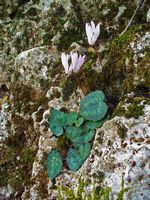 La flore et la faune de l’île de Crète. Cyclamen de Crète dans le massif du Dicté (auteur H. Zell). Cliquer pour agrandir l'image.