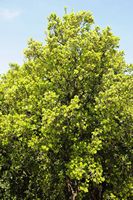 La flore et la faune de l’île de Crète. Feuillage de myrte (Myrtus communis) dans le ravin de Katres près de Vrysses. Cliquer pour agrandir l'image.