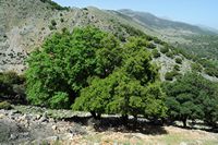 La flore et la faune de l’île de Crète. Feuillage de myrte (Myrtus communis) dans le ravin de Katres près de Vrysses. Cliquer pour agrandir l'image.