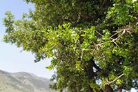 La flore et la faune de l’île de Crète. Feuilles de myrte (Myrtus communis) sur le plateau de Krapi près de Vrysses. Cliquer pour agrandir l'image.