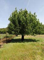 La flore et la faune de l’île de Crète. Arbre à identifier sur le plateau de Krapi près de Vrysses. Cliquer pour agrandir l'image.