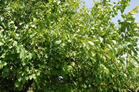 La flore et la faune de l’île de Crète. Arbre à identifier sur le plateau de Krapi près de Vrysses. Cliquer pour agrandir l'image.