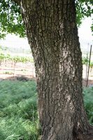 La flore et la faune de l’île de Crète. Arbre à identifier sur le plateau de Krapi près de Vrysses. Cliquer pour agrandir l'image.