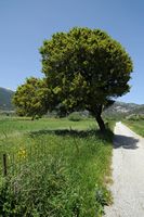 La flore et la faune de l’île de Crète. Chêne vert (Quercus ilex) sur le plateau d'Askyfou. Cliquer pour agrandir l'image.