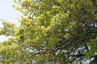 La flore et la faune de l’île de Crète. Chêne vert (Quercus ilex) sur le plateau d'Askyfou. Cliquer pour agrandir l'image.