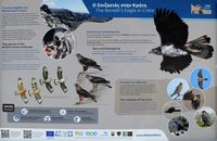 La flore et la faune de l’île de Crète. Panneau aigle de Bonelli dans les gorges d'Imbros. Cliquer pour agrandir l'image.