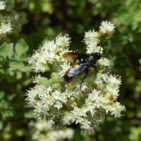 La flore et la faune de l’île de Crète. Scolie hirsute (Scolia hirta) à Profitis Ilias près de La Canée. Cliquer pour agrandir l'image.