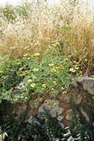 La flore et la faune de l’île de Crète. Chrysanthème couronné (Glebionis coronaria) sur le cavalier Saint-Dimitri à La Canée. Cliquer pour agrandir l'image.