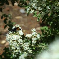 La flore et la faune de l’île de Crète. Scolie hirsute (Scolia hirta) à Profitis Ilias près de La Canée. Cliquer pour agrandir l'image.