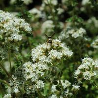 La flore et la faune de l’île de Crète. Leucospis sur la colline de Profitis Ilias près de La Canée. Cliquer pour agrandir l'image.