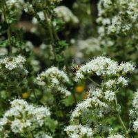 La flore et la faune de l’île de Crète. Leucospis sur la colline de Profitis Ilias près de La Canée. Cliquer pour agrandir l'image.