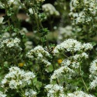 La flore et la faune de l’île de Crète. Leucospis sur la colline de Profitis Ilias près de La Canée. Cliquer pour agrandir l'image.