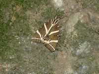 Schub die aan het dal van de vlinders in Rhodos wordt gechineerd. Klikken om het beeld te vergroten.