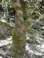 Le vallon des papillons à Rhodes. Cliquer pour agrandir l'image.