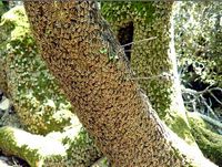 Le vallon des papillons à Rhodes. Cliquer pour agrandir l'image.