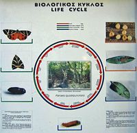 Cyclus van leven van de schub die aan het dal van de vlinders in Rhodos wordt gechineerd. Klikken om het beeld te vergroten.