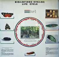 Life cycle of tiger moth to the valley of butterflies Rhodes. Click to enlarge the image.