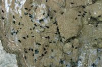 Het EP chrysaliden van schub die aan het dal van de vlinders in Rhodos wordt gechineerd. Klikken om het beeld te vergroten.