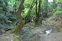 Het dal van de vlinders in Rhodos. Klikken om het beeld te vergroten.