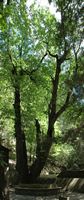 Le vallon des papillons à Rhodes. Cliquer pour agrandir l'image.