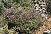 Les gorges de Samaria en Crète. Thym de Crète (Thymbra capitata) (auteur Lapplaender). Cliquer pour agrandir l'image.