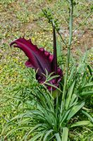 Les gorges de Samaria en Crète. Arum dragon (Dracunculus vulgaris) (auteur Sebastian Mierzwa). Cliquer pour agrandir l'image.